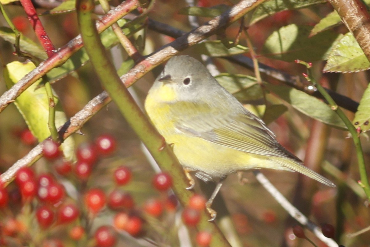 Nashville Warbler - ML645601119