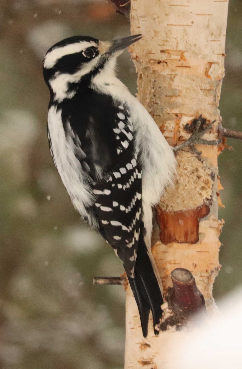Hairy Woodpecker - ML645601125