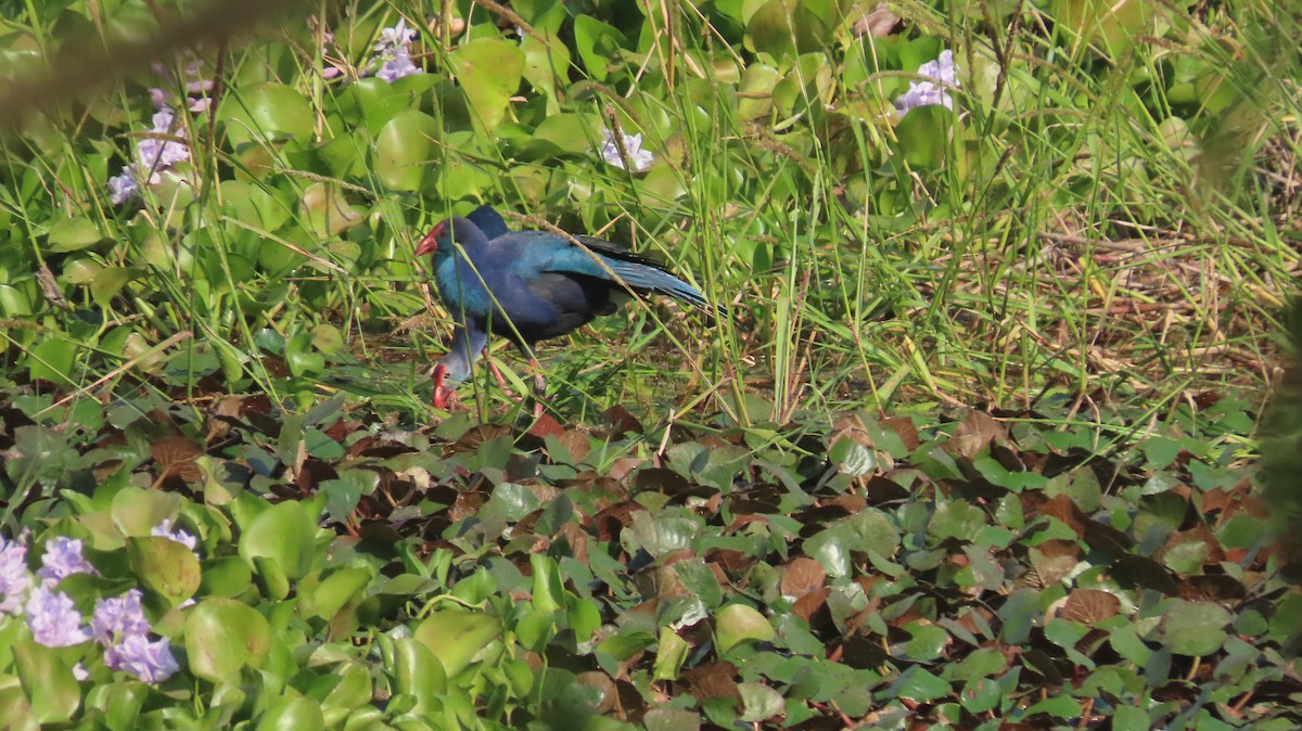 Uroilo urdin burugrisa - ML645601133