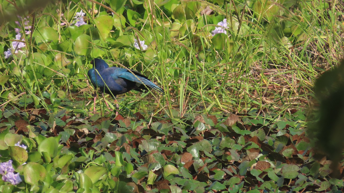 Uroilo urdin burugrisa - ML645601134