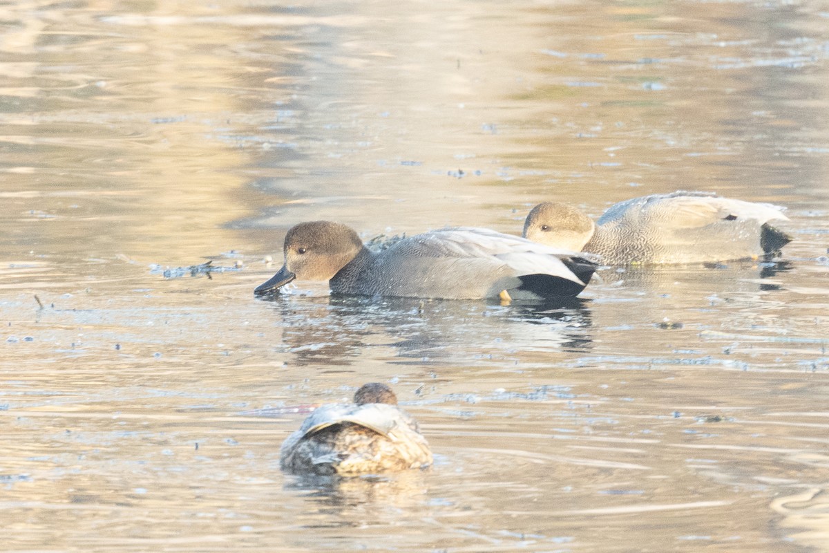 Бор нугас - ML645601150