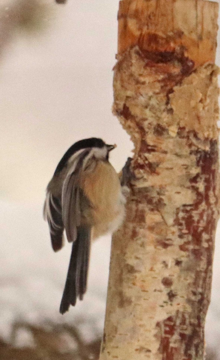 Black-capped Chickadee - ML645601153