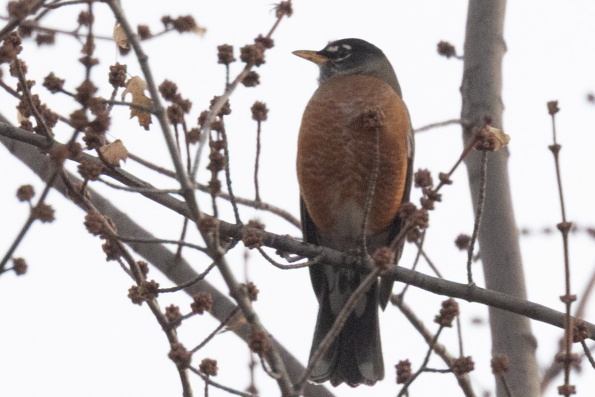 drozd stěhovavý - ML645601158