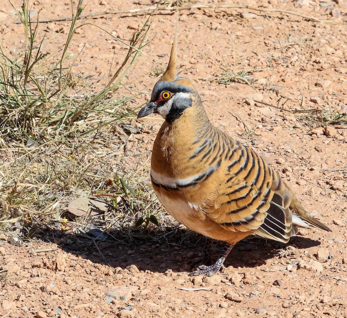 Острохохлый бронзовокрыл - ML645601161