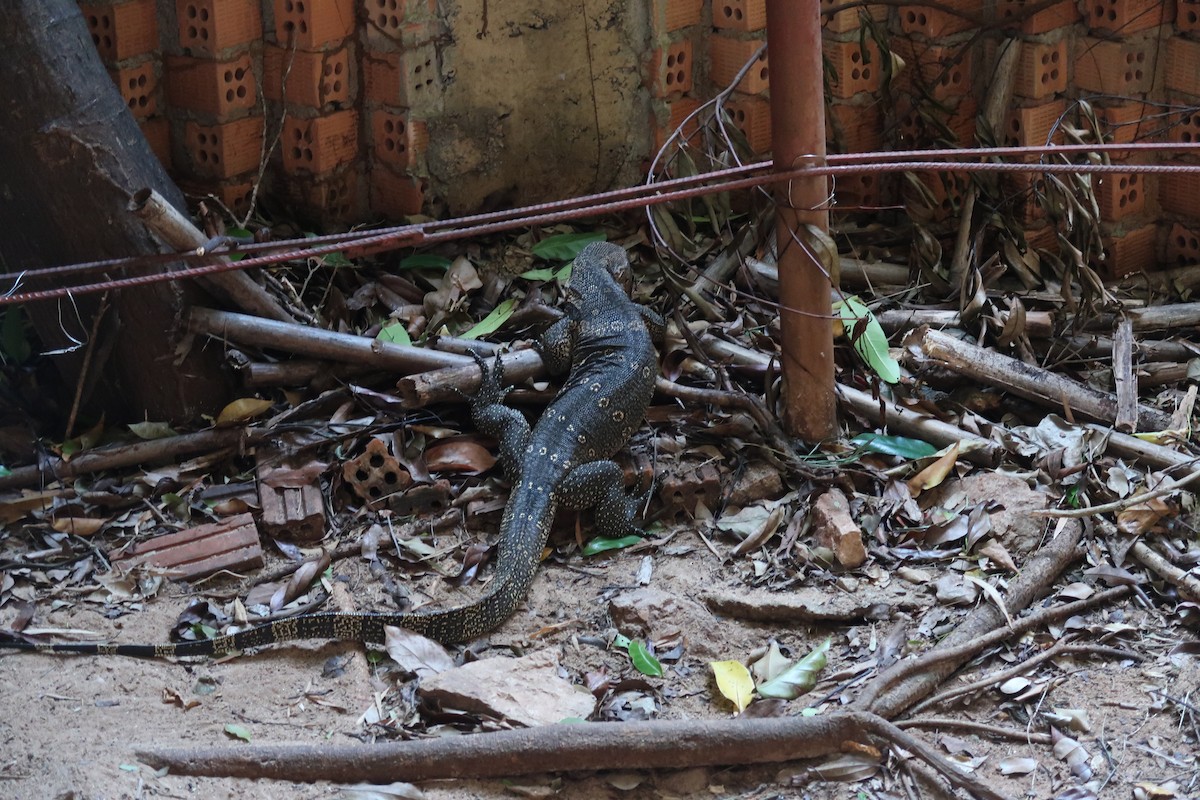 Common Water Monitor - ML645601172