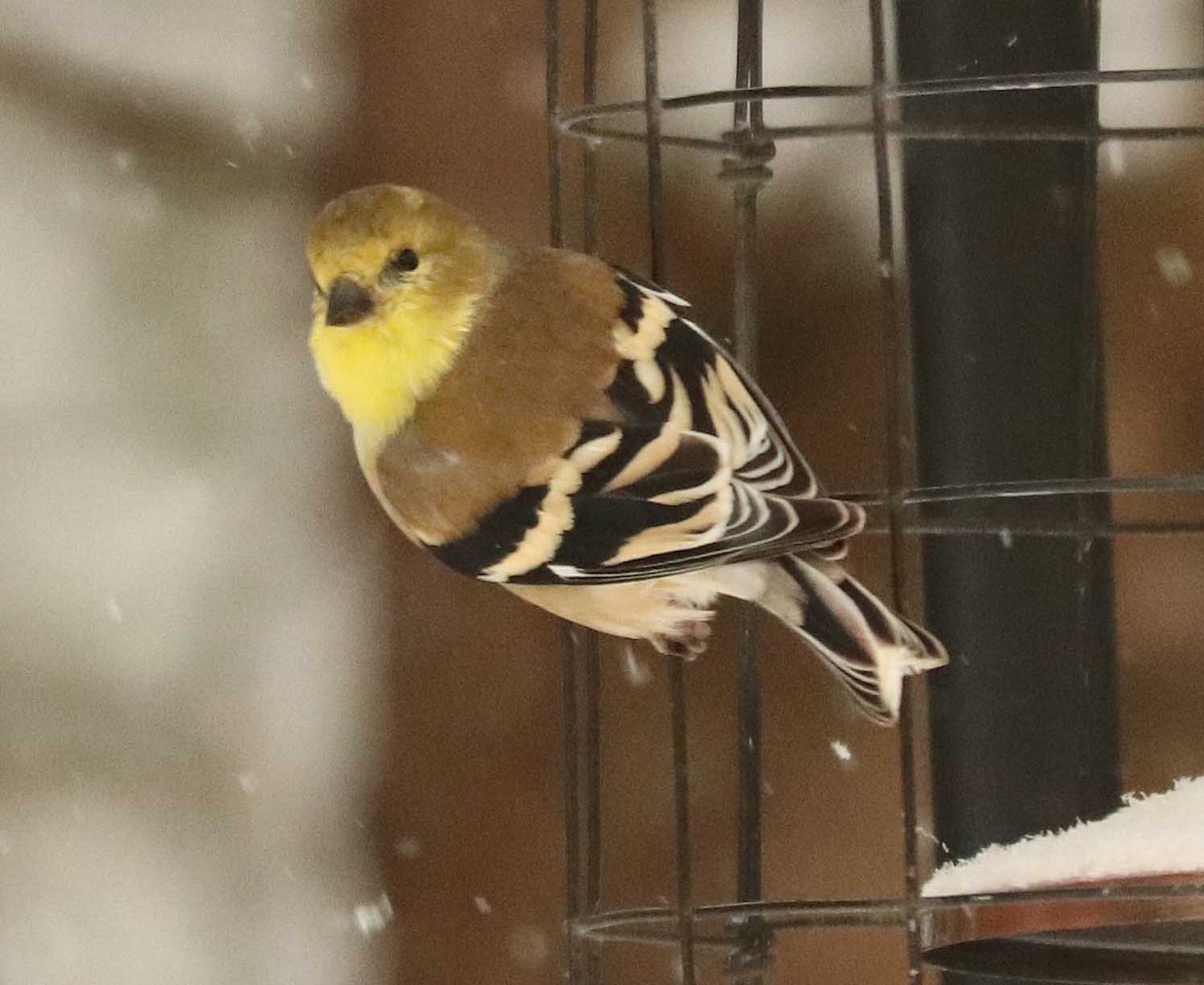 American Goldfinch - ML645601178