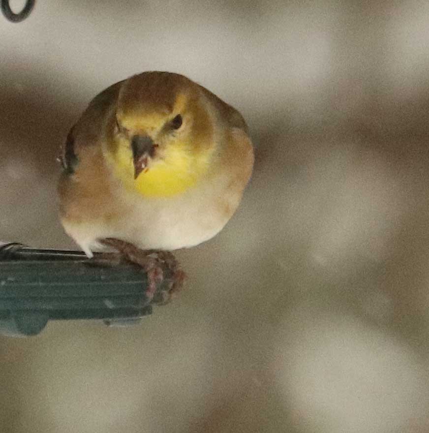 American Goldfinch - ML645601180
