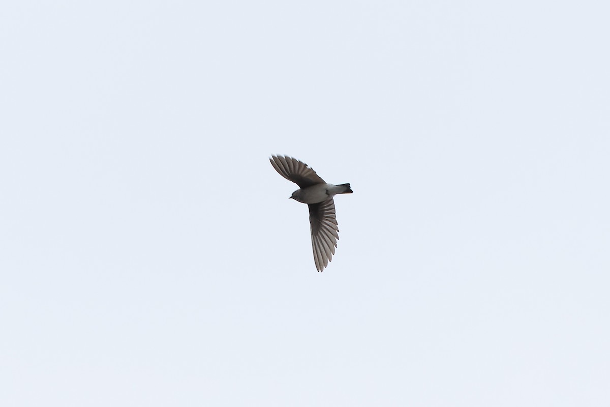 Gray-throated Martin - ML645601183