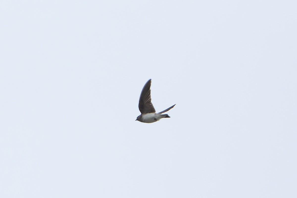 Gray-throated Martin - ML645601184