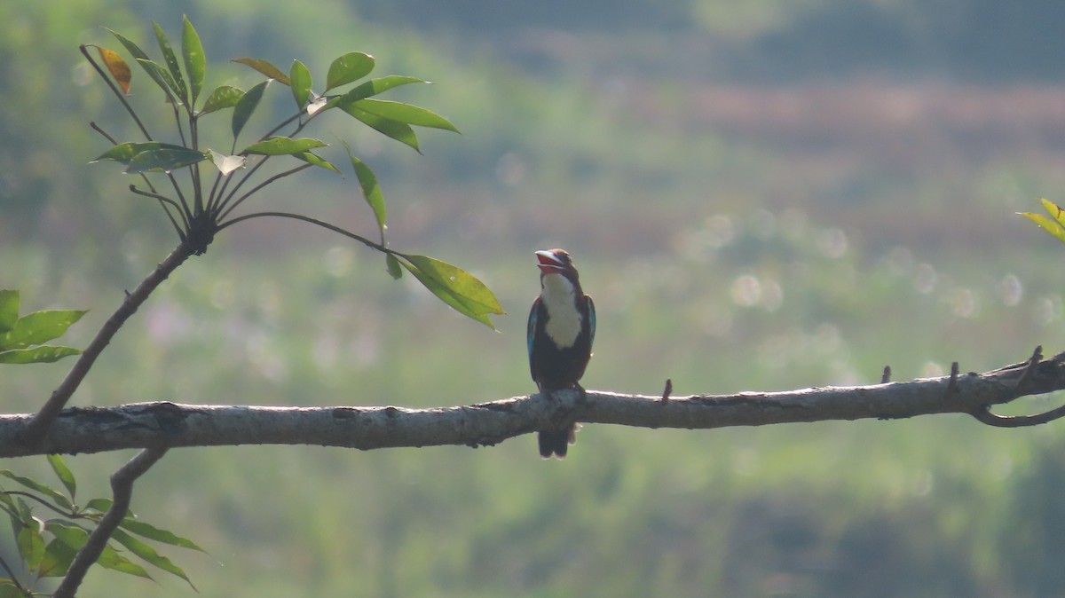 White-throated Kingfisher - ML645601187