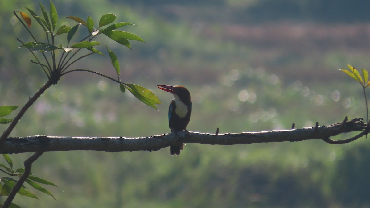 White-throated Kingfisher - ML645601188