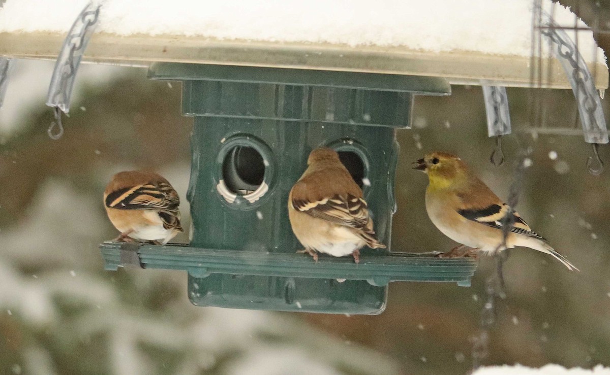 American Goldfinch - ML645601190