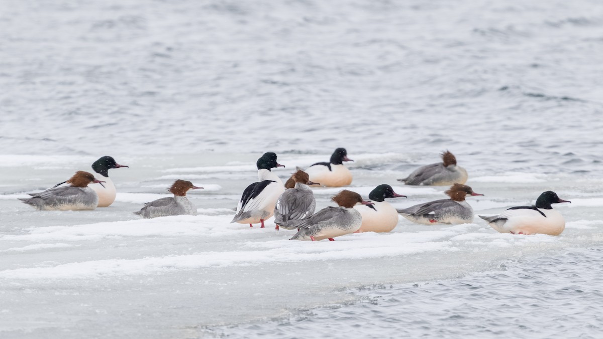 Zerra handia - ML645601191