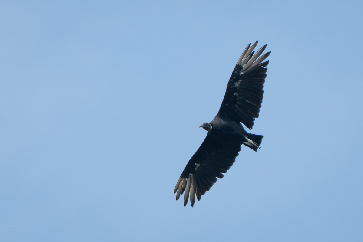 Zopilote beltza - ML645601192