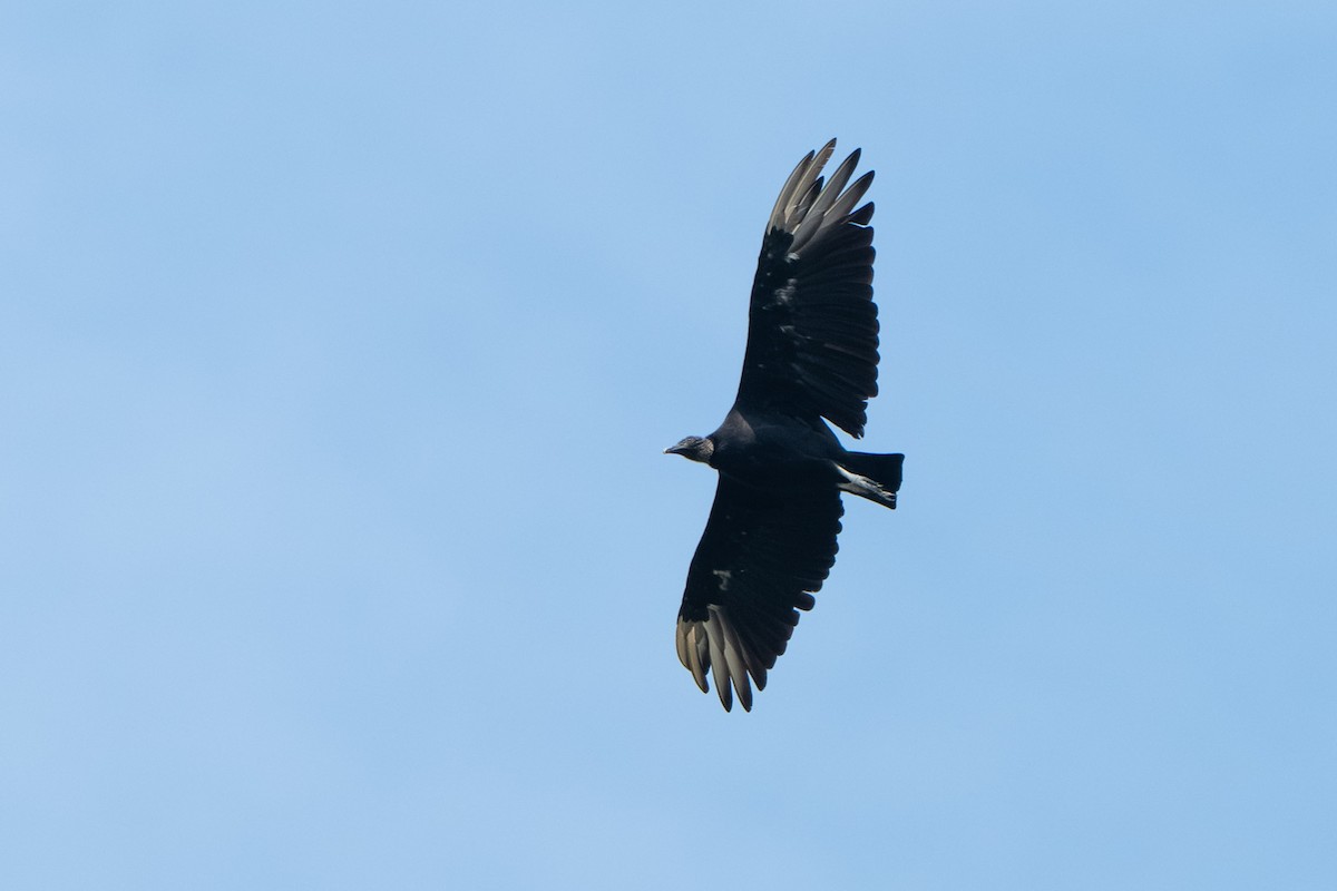 Zopilote beltza - ML645601193