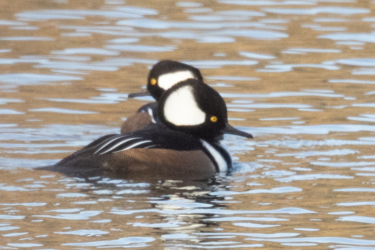 Zerra buruhandia - ML645601195