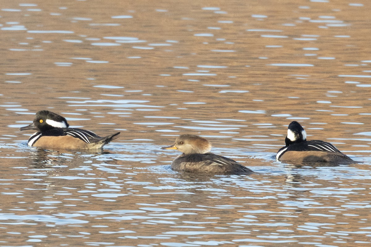 Zerra buruhandia - ML645601196