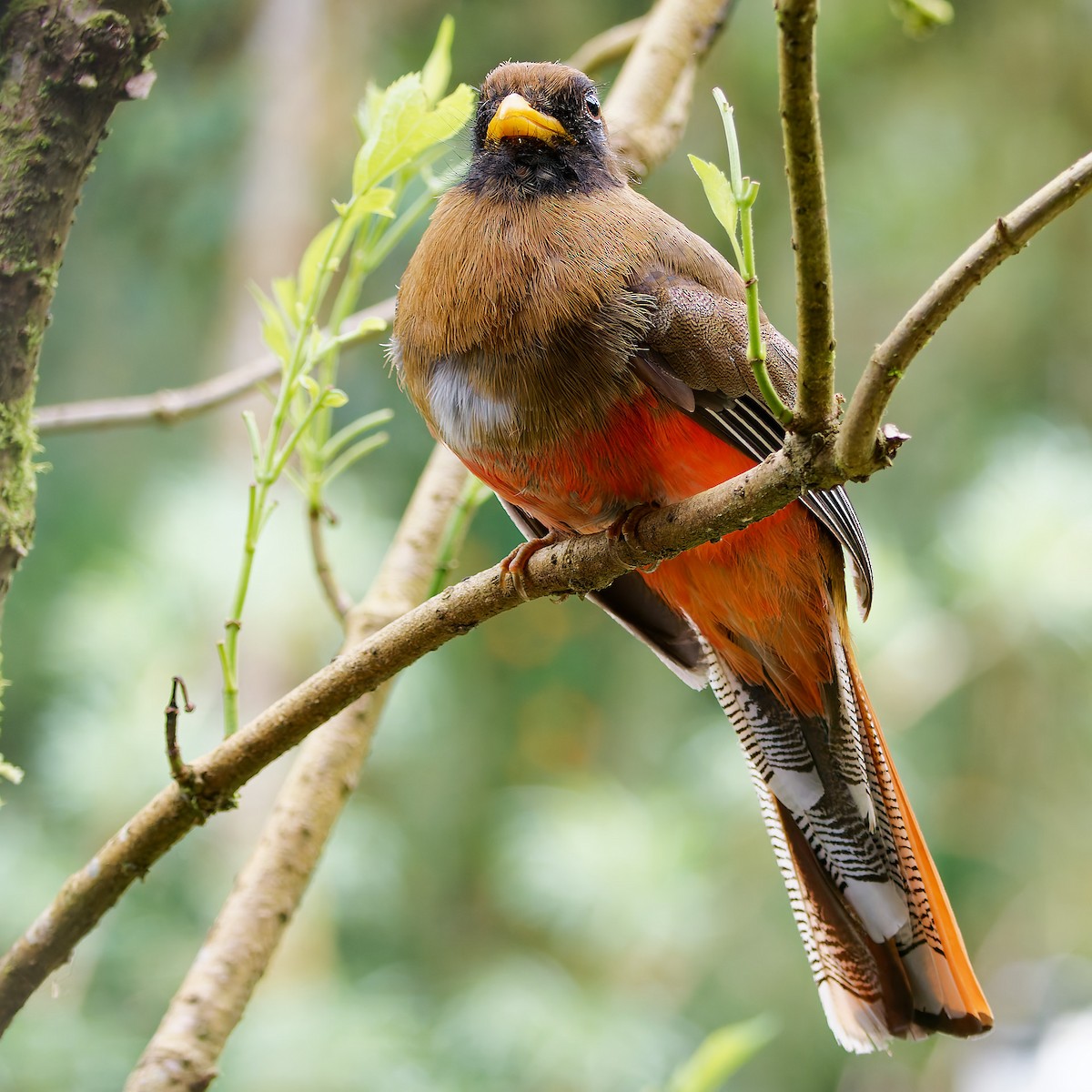 Masked Trogon - ML645601197