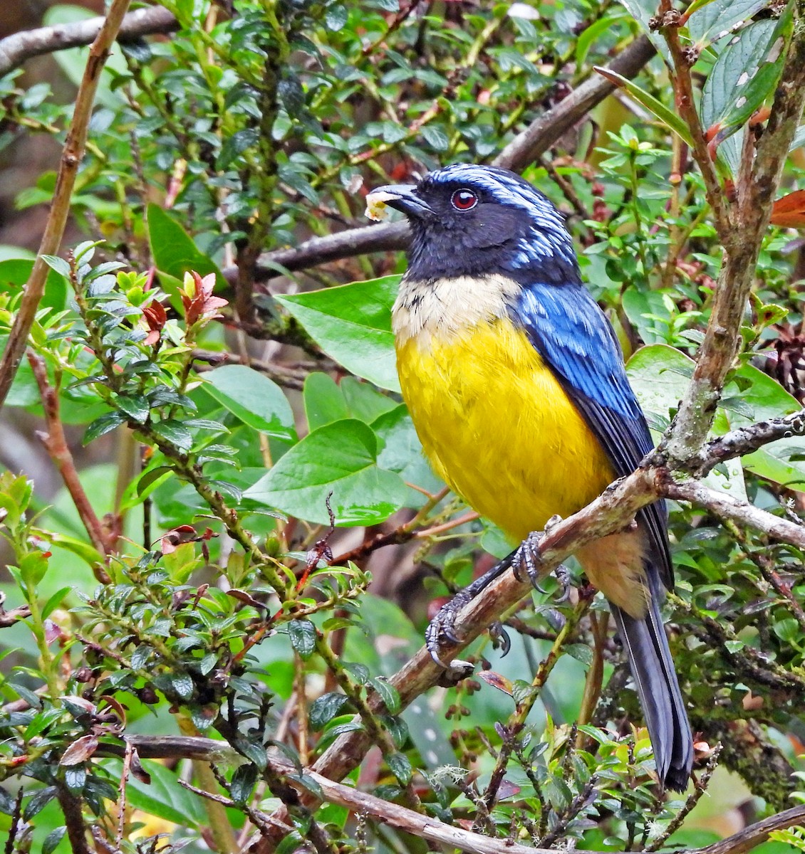 Buff-banded Mountain Tanager - ML645601199