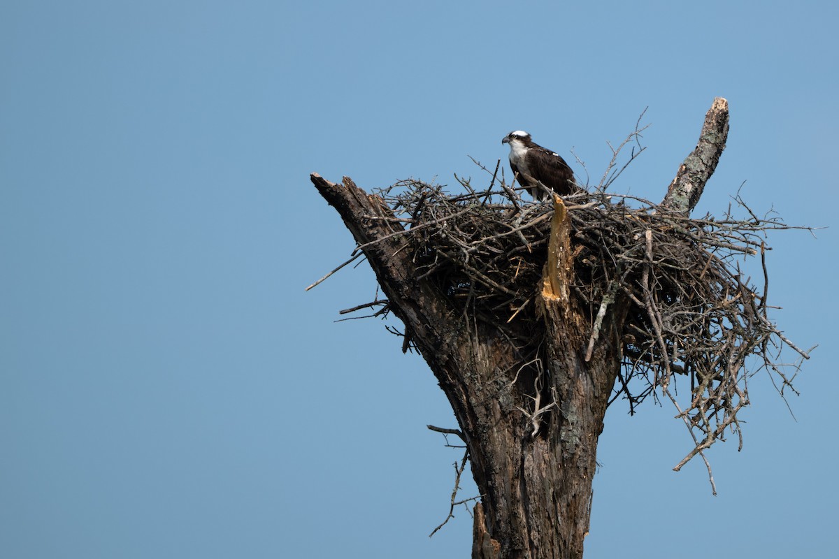 Arrano arrantzalea - ML645601200