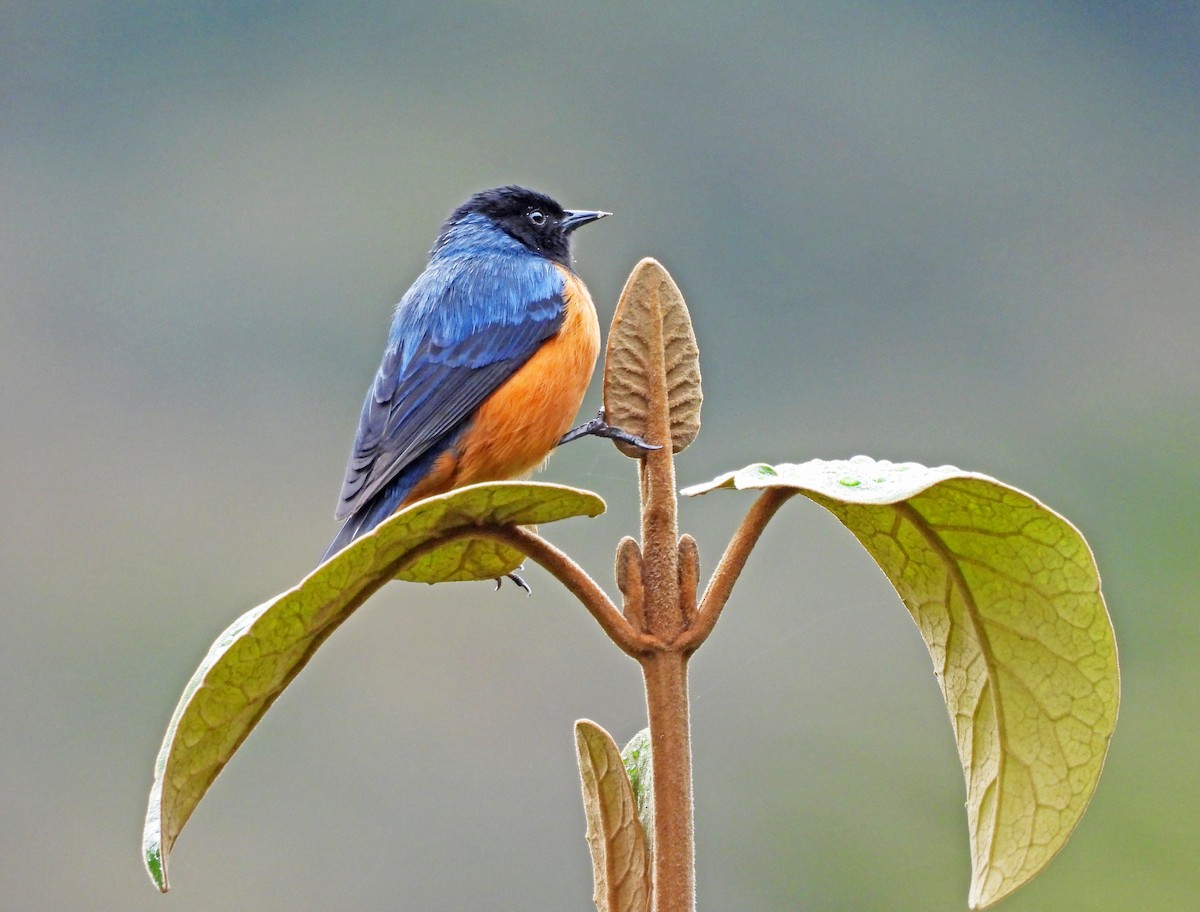 Blue-backed Conebill - ML645601204
