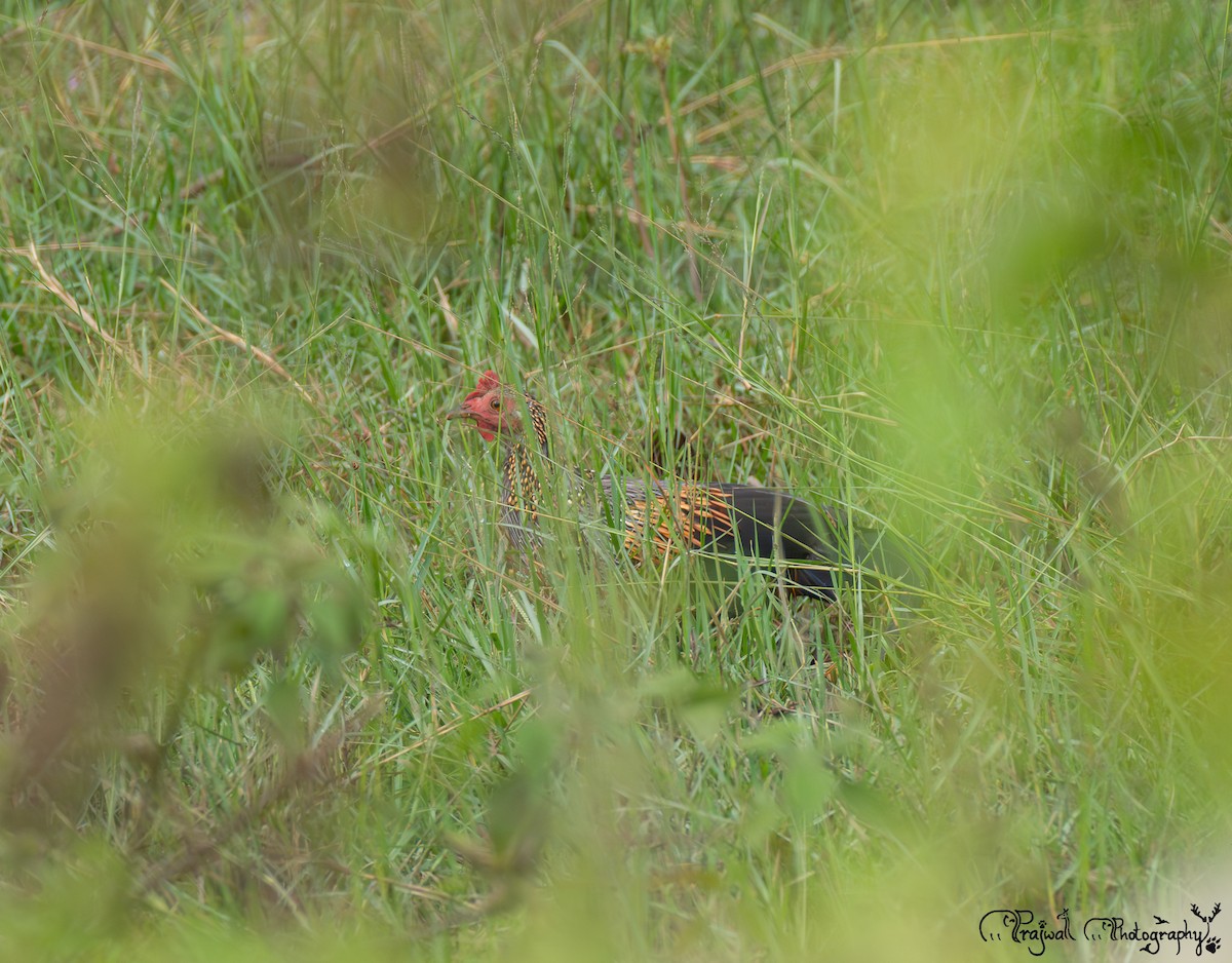 Gray Junglefowl - ML645601205