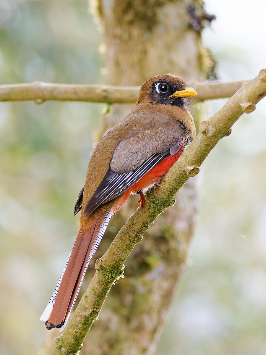Masked Trogon - ML645601209