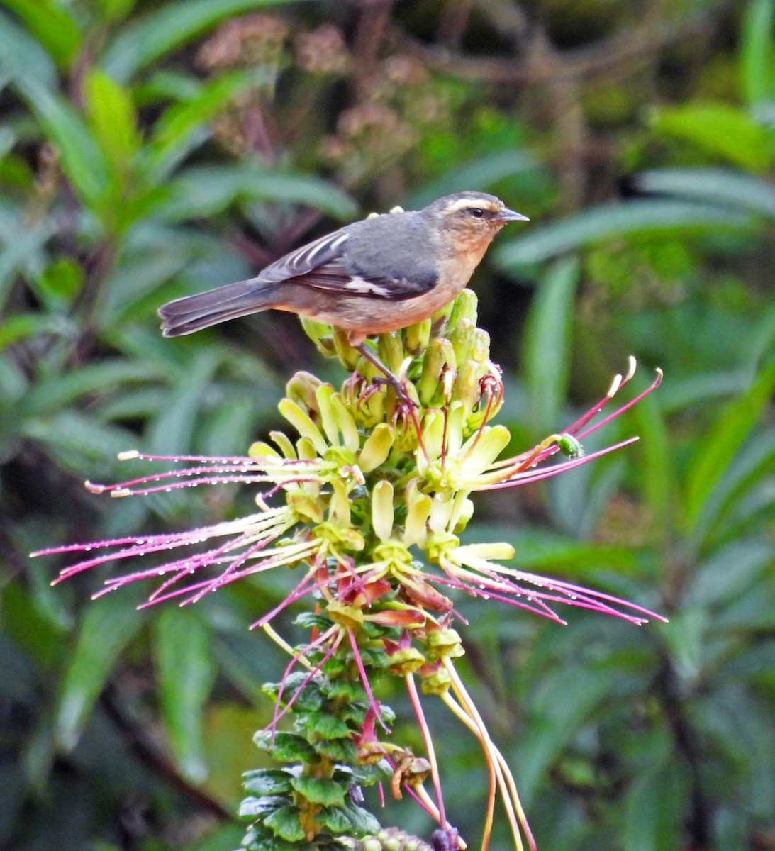 Cinereous Conebill - ML645601210