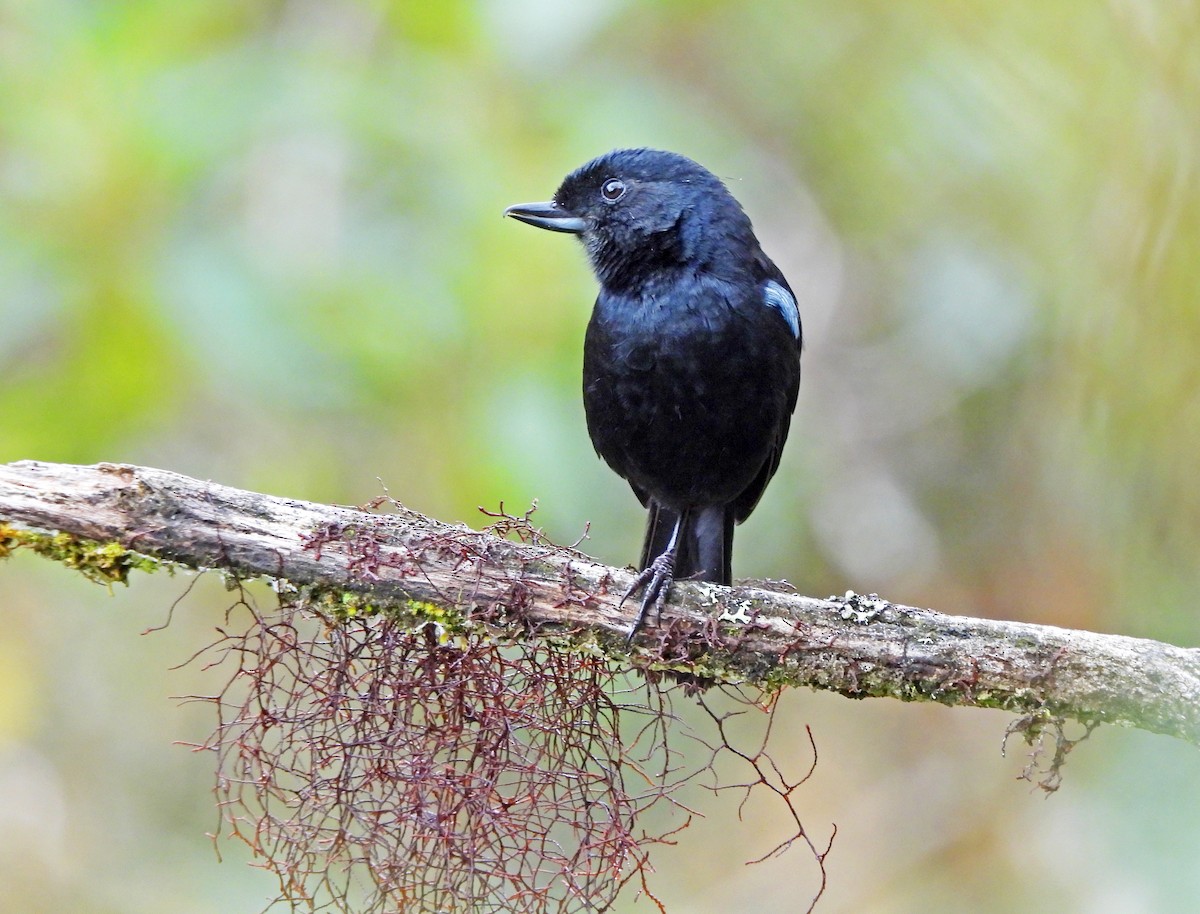Glossy Flowerpiercer - ML645601213