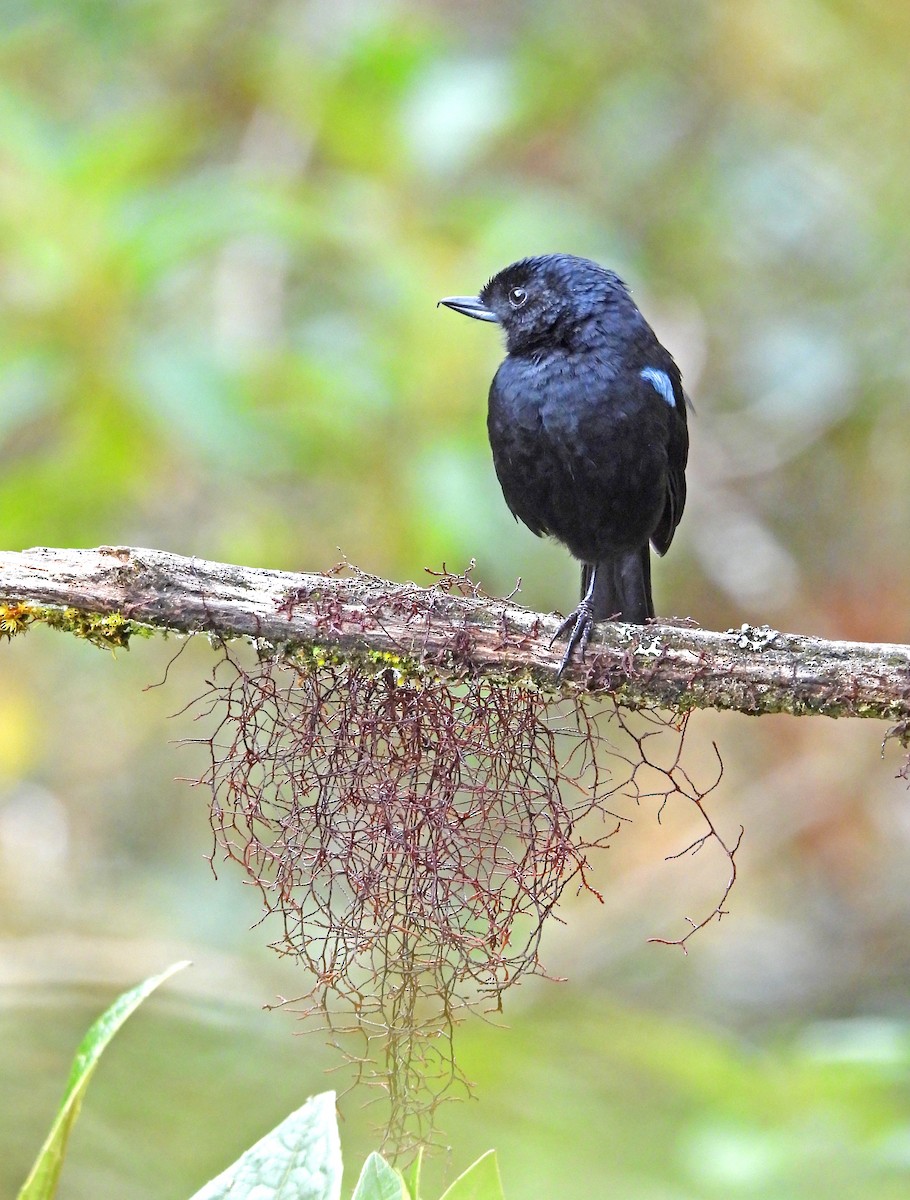 Glossy Flowerpiercer - ML645601215