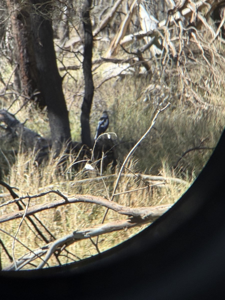 Australian Magpie (Black-backed x White-backed) - ML645601216