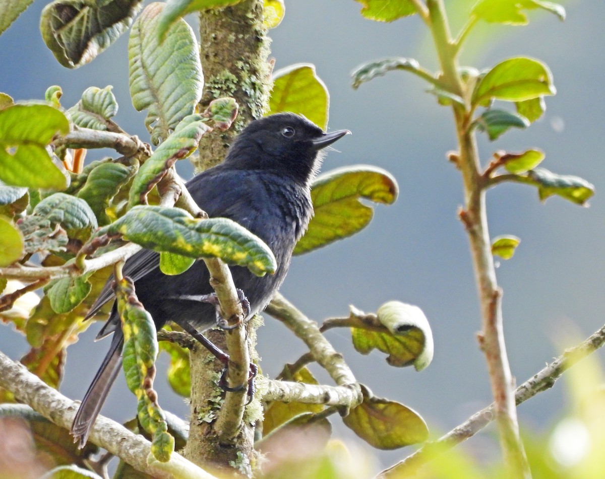 Black Flowerpiercer - ML645601217