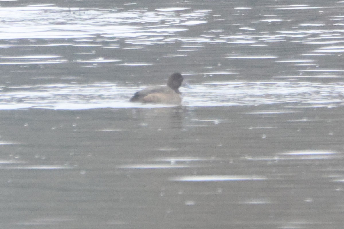 Greater Scaup - ML645601218