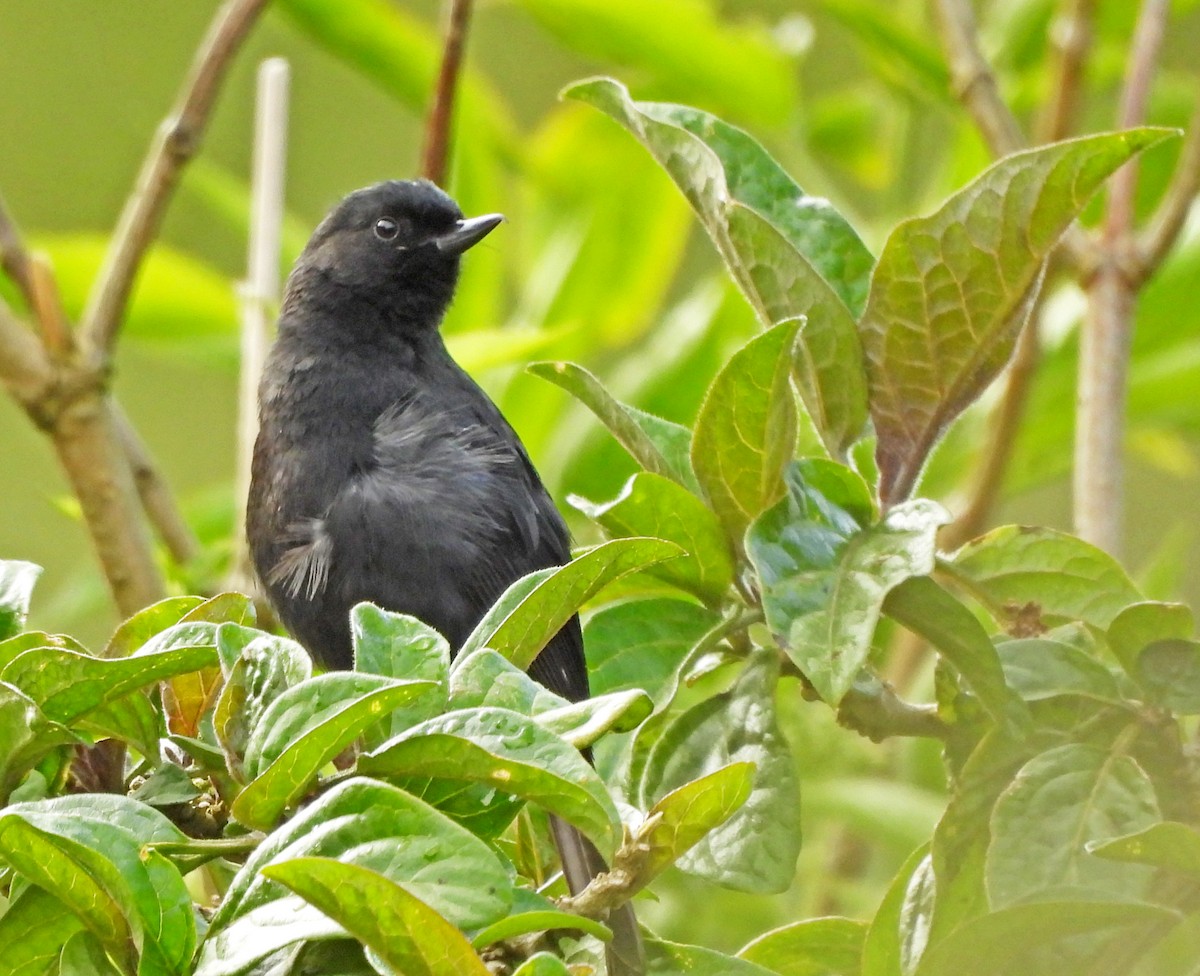 Pinchaflor Flanquiblanco - ML645601219