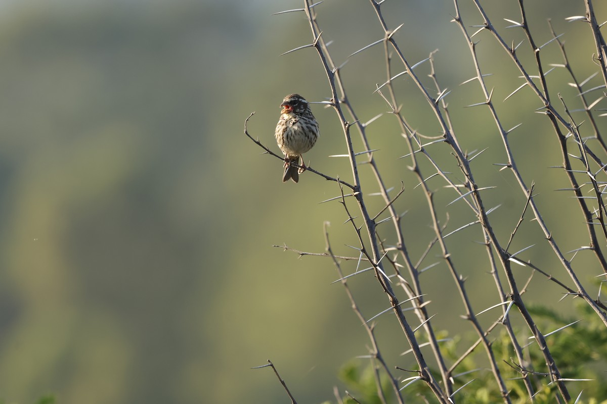 Streaky Seedeater - ML645601223