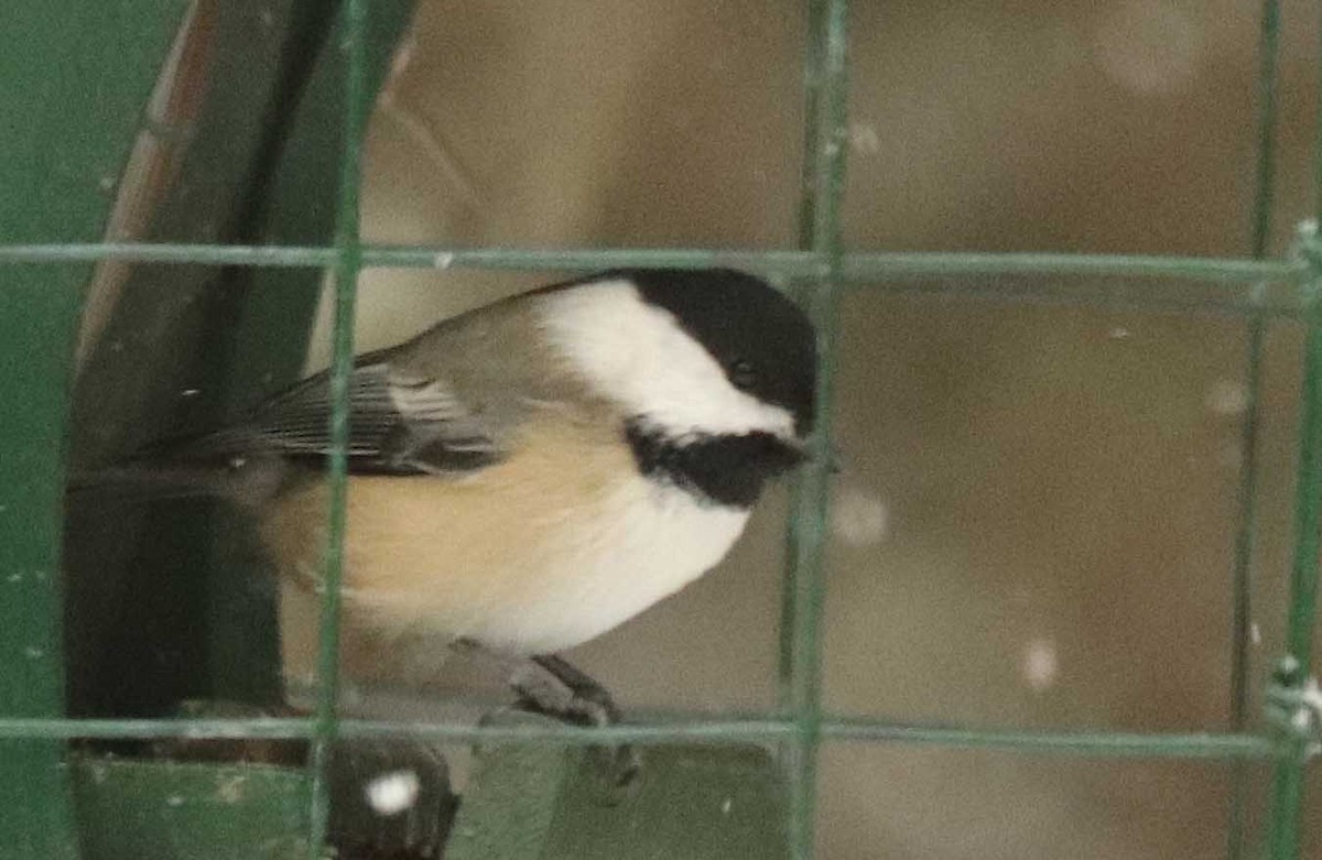 Black-capped Chickadee - ML645601227