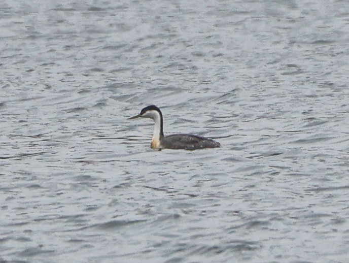 potápka západní - ML645601228