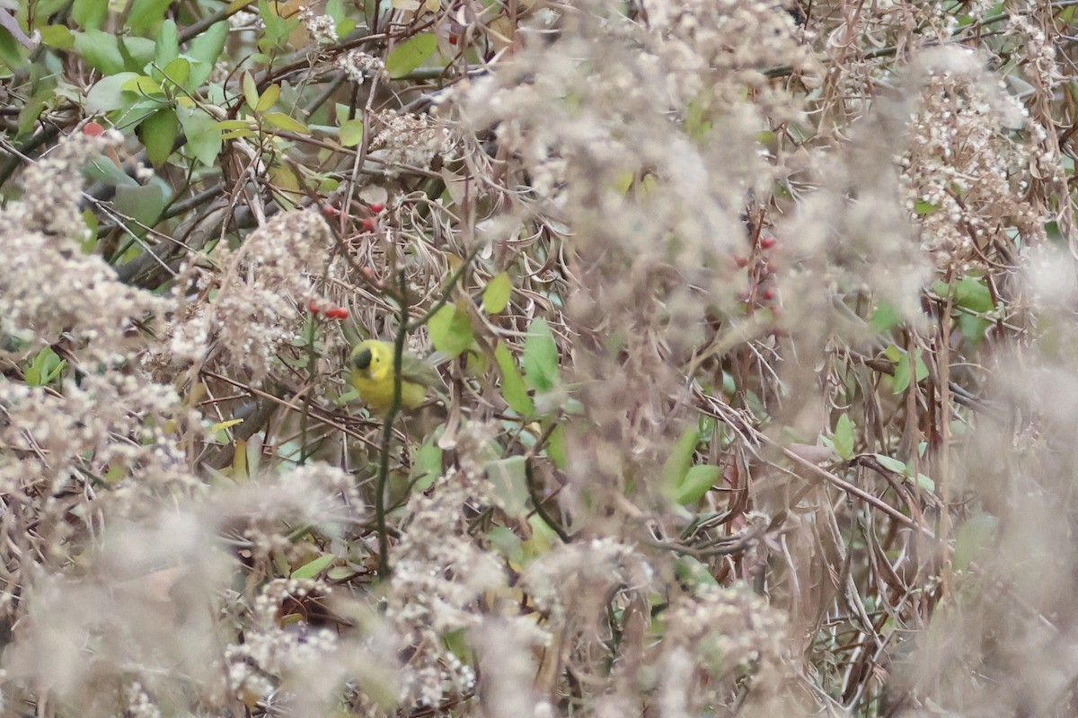 Wilson's Warbler - ML645601229