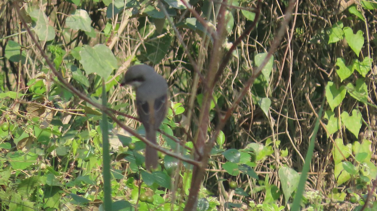 Тибетский сорокопут - ML645601231