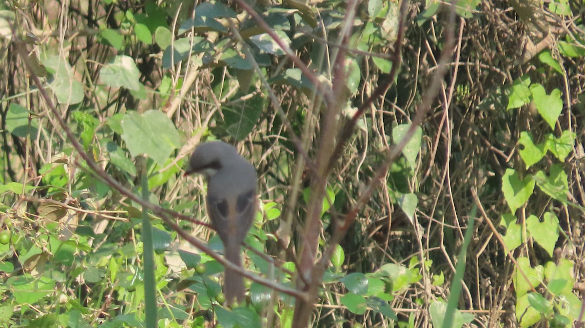 Тибетский сорокопут - ML645601232