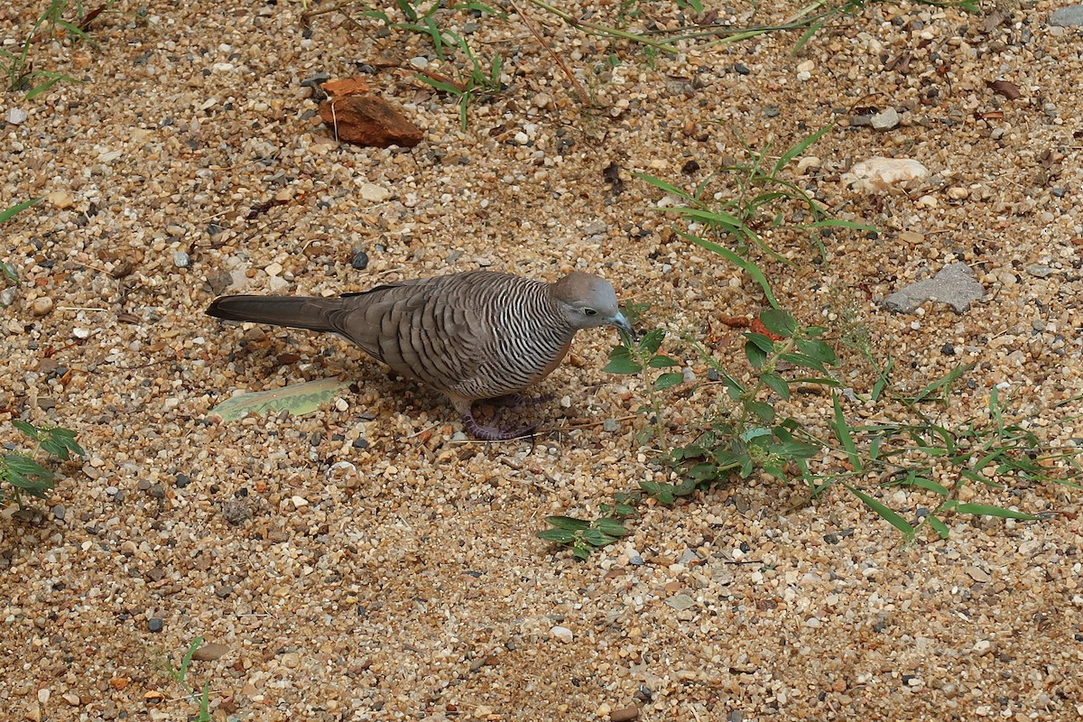 Zebra Dove - ML645601233