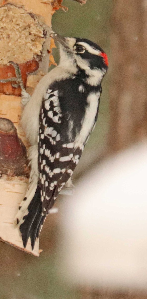 Downy Woodpecker - ML645601234