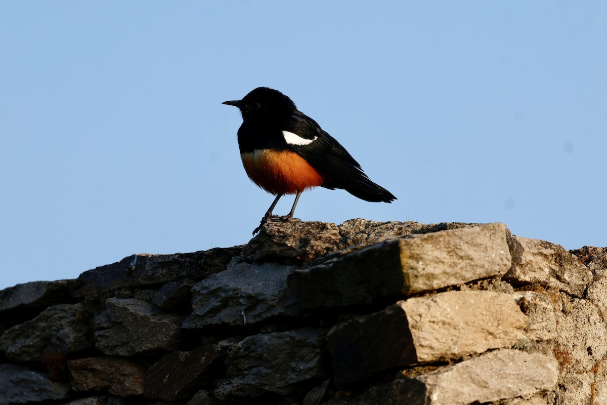 Mocking Cliff-Chat - ML645601236