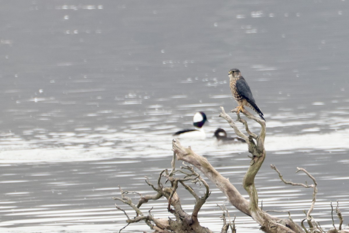 Merlin - ML645601238