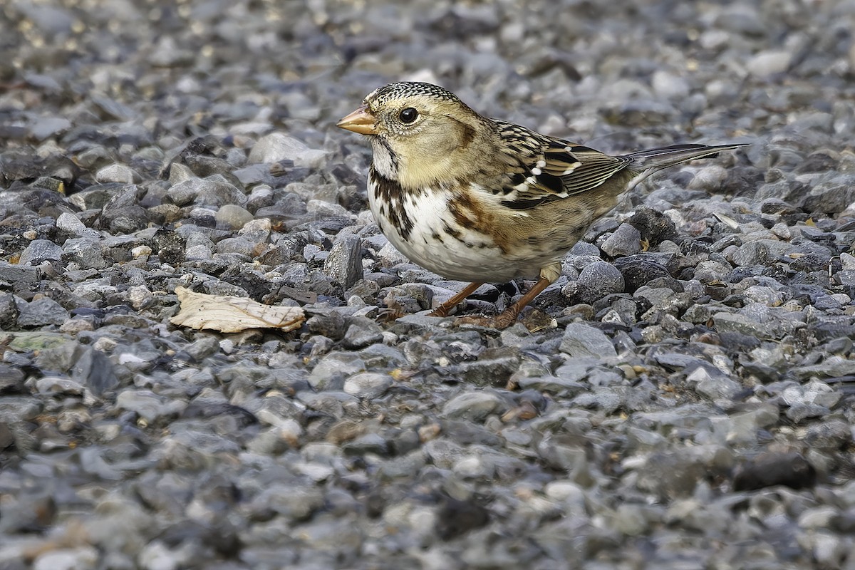 Harris's Sparrow - ML645601247