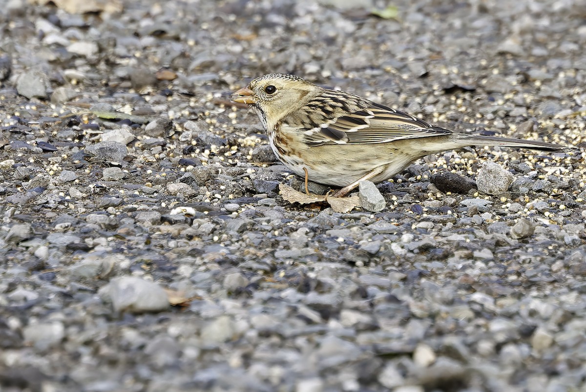 Harris's Sparrow - ML645601256