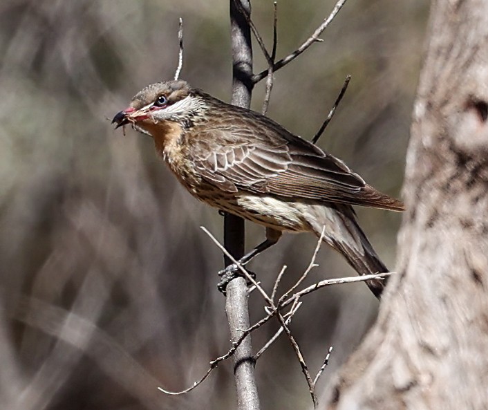 Diken Yanaklı Balkuşu - ML645601275