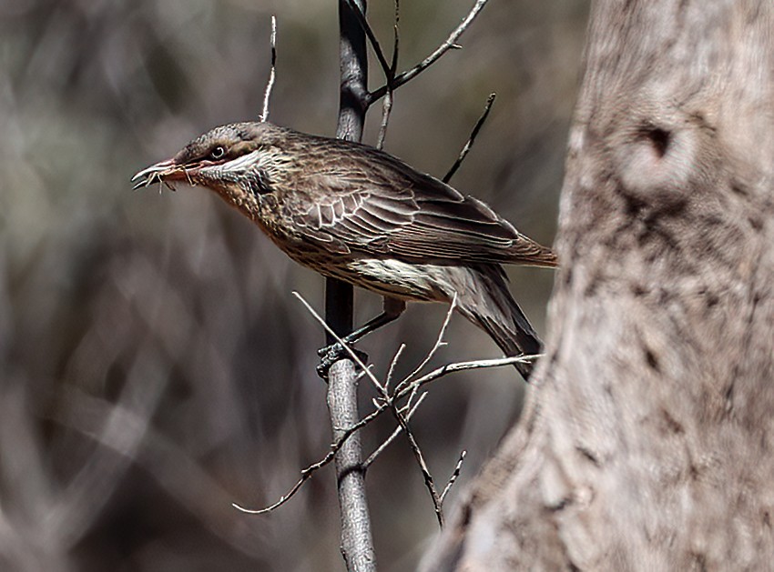 Diken Yanaklı Balkuşu - ML645601276