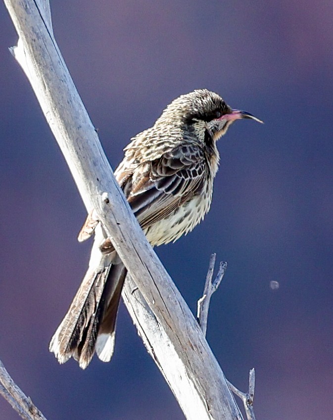 Diken Yanaklı Balkuşu - ML645601279