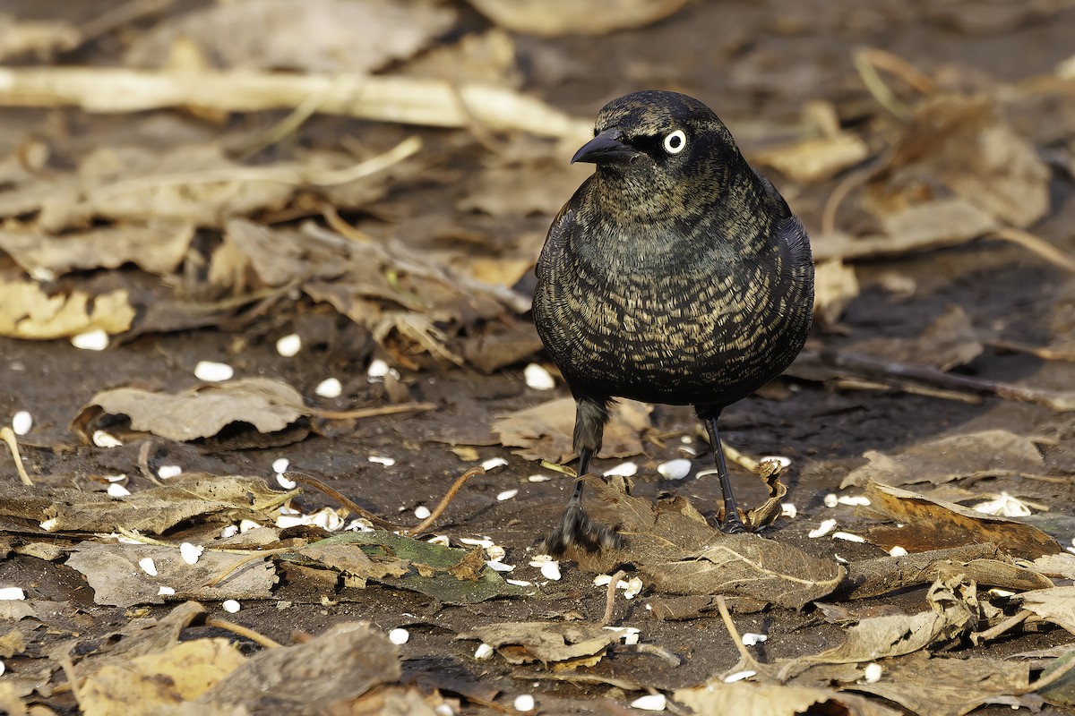 Rusty Blackbird - ML645601282